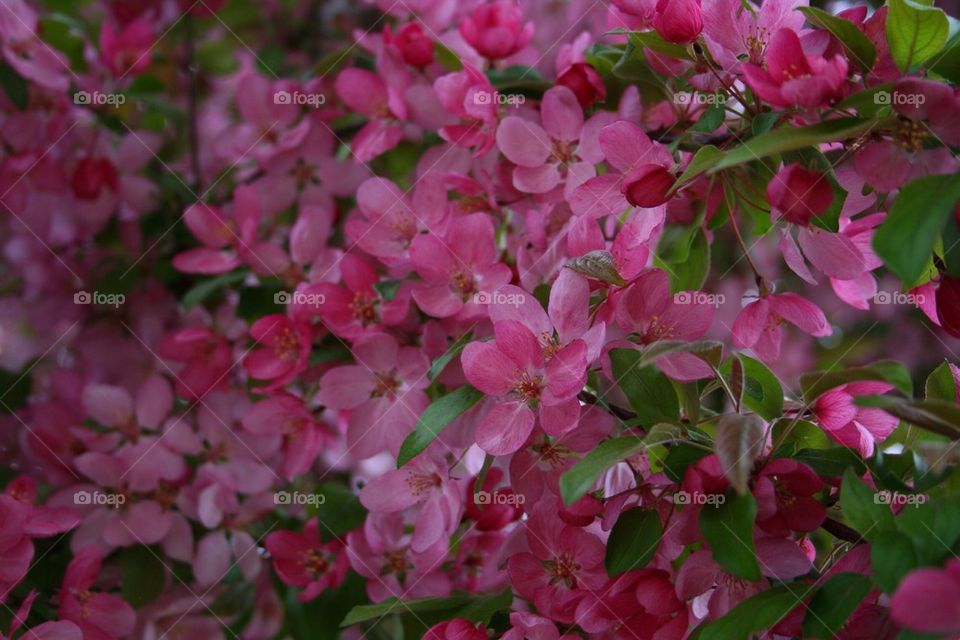 Purple Beauty of Spring