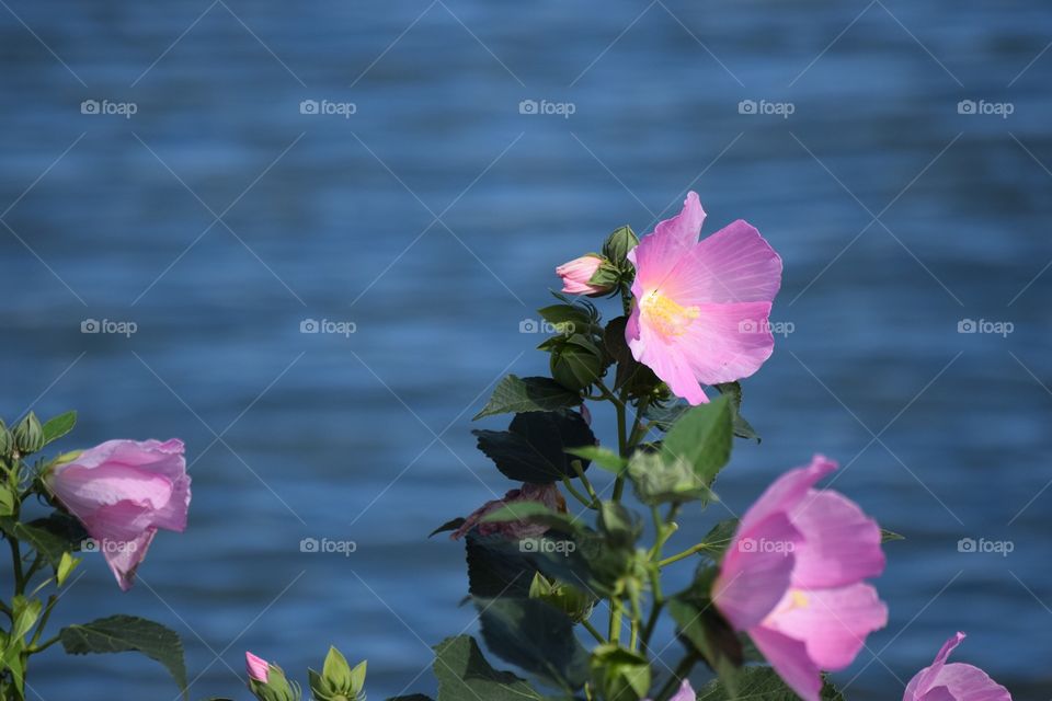 Blooms by the water