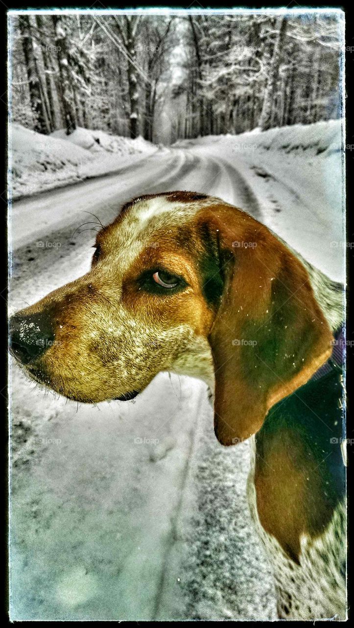 frosty hound