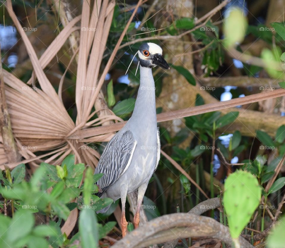 A bird in the bush