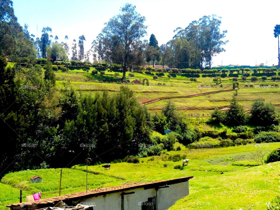 ooty green park