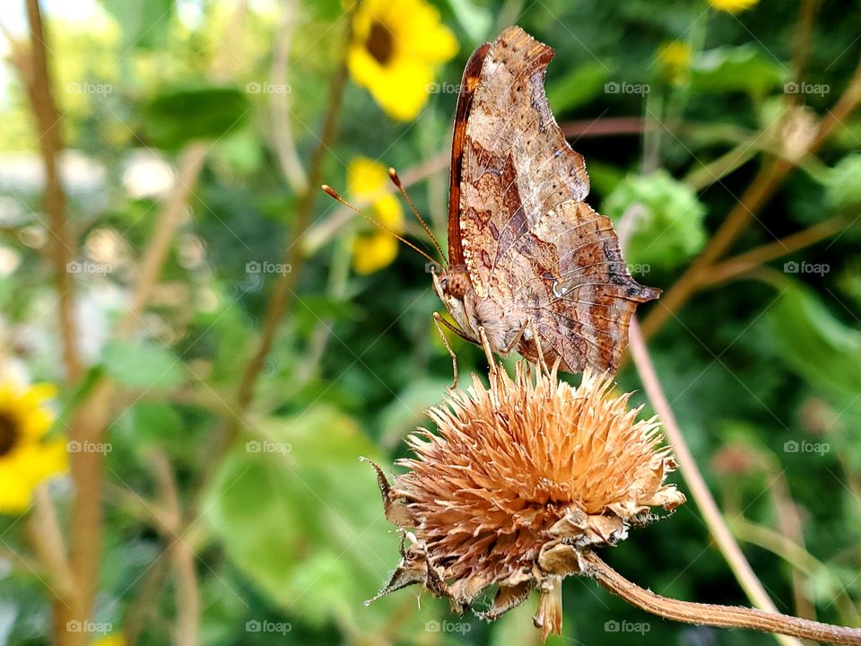 Question mark butterfly with it's wings completely up while it stands on a dried common sunflower bud exposing the butterfly's brown leaf like camouflage.