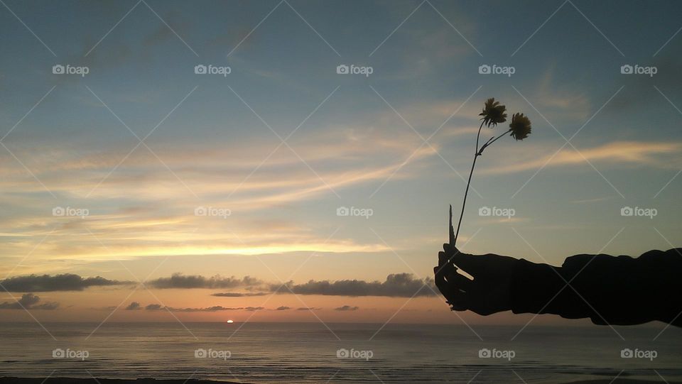 Beautiful flower and magic sunset at essaouira city in morocco.