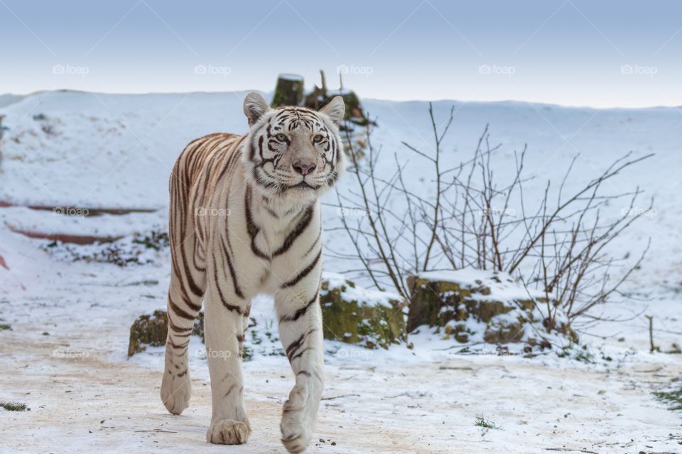 White tiger