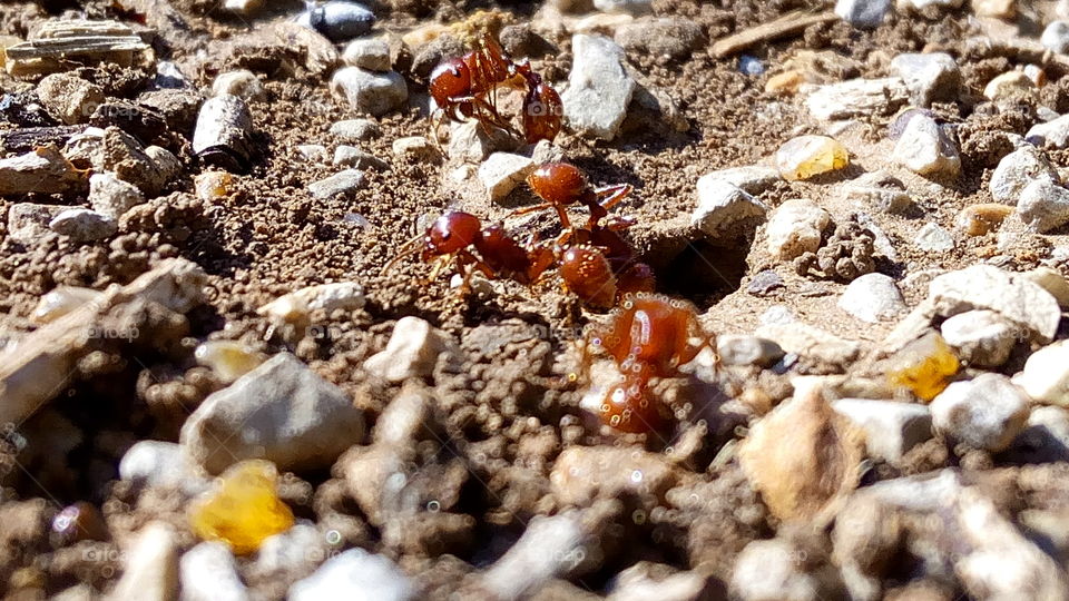 ants. they were around
