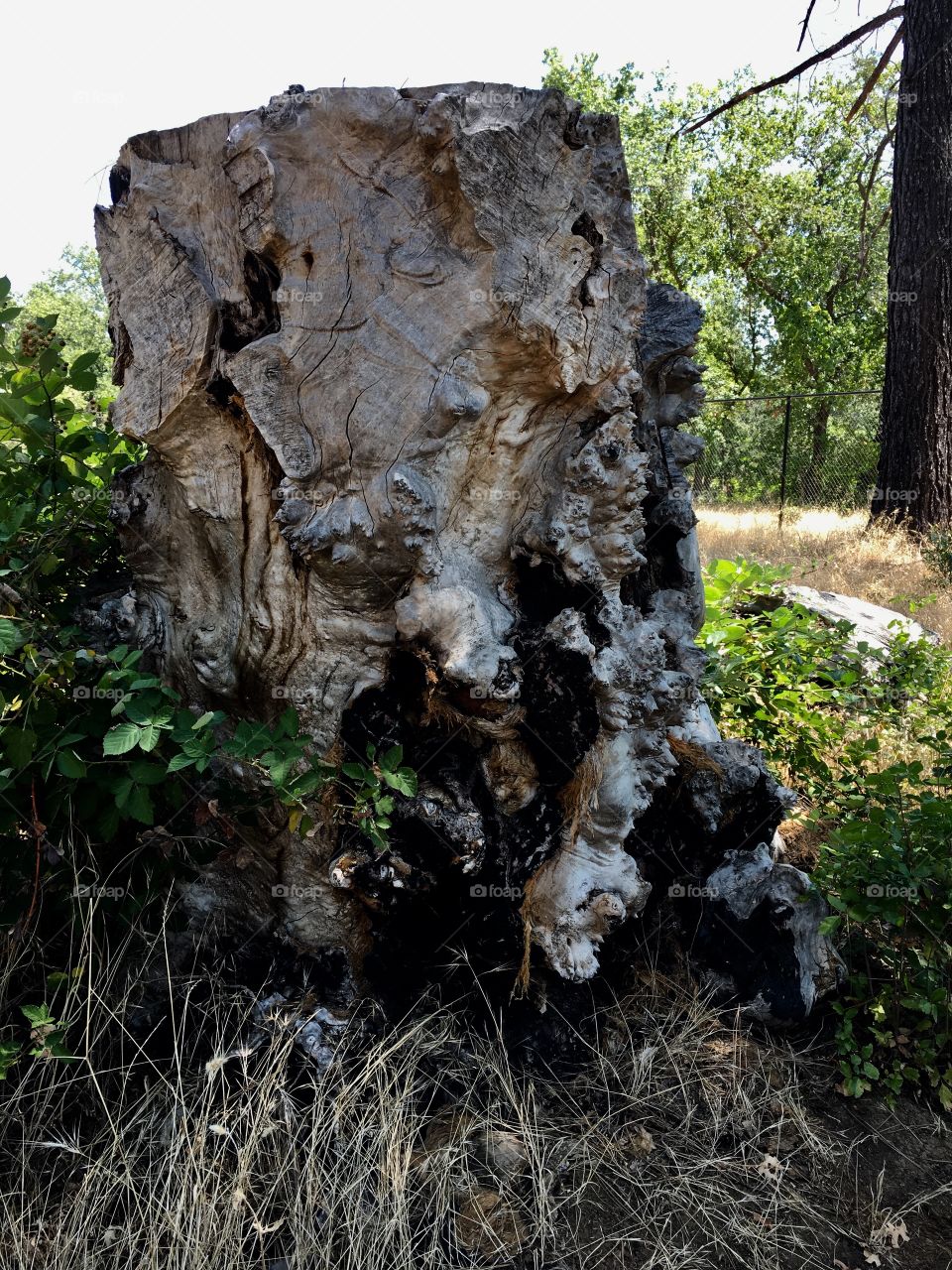 A diseased tree stumps knotted up with disease 