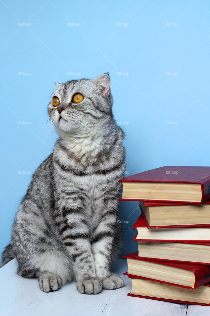 Cat with stack of books