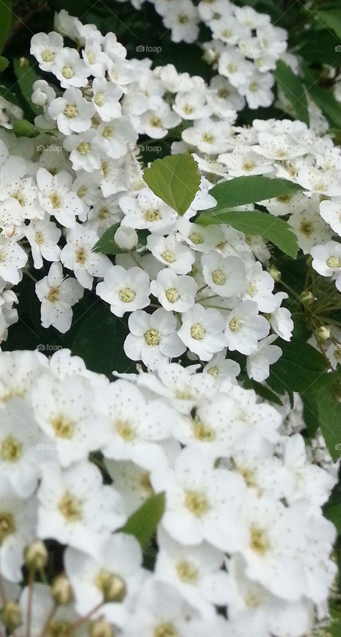 Speckled Tiny Flowers