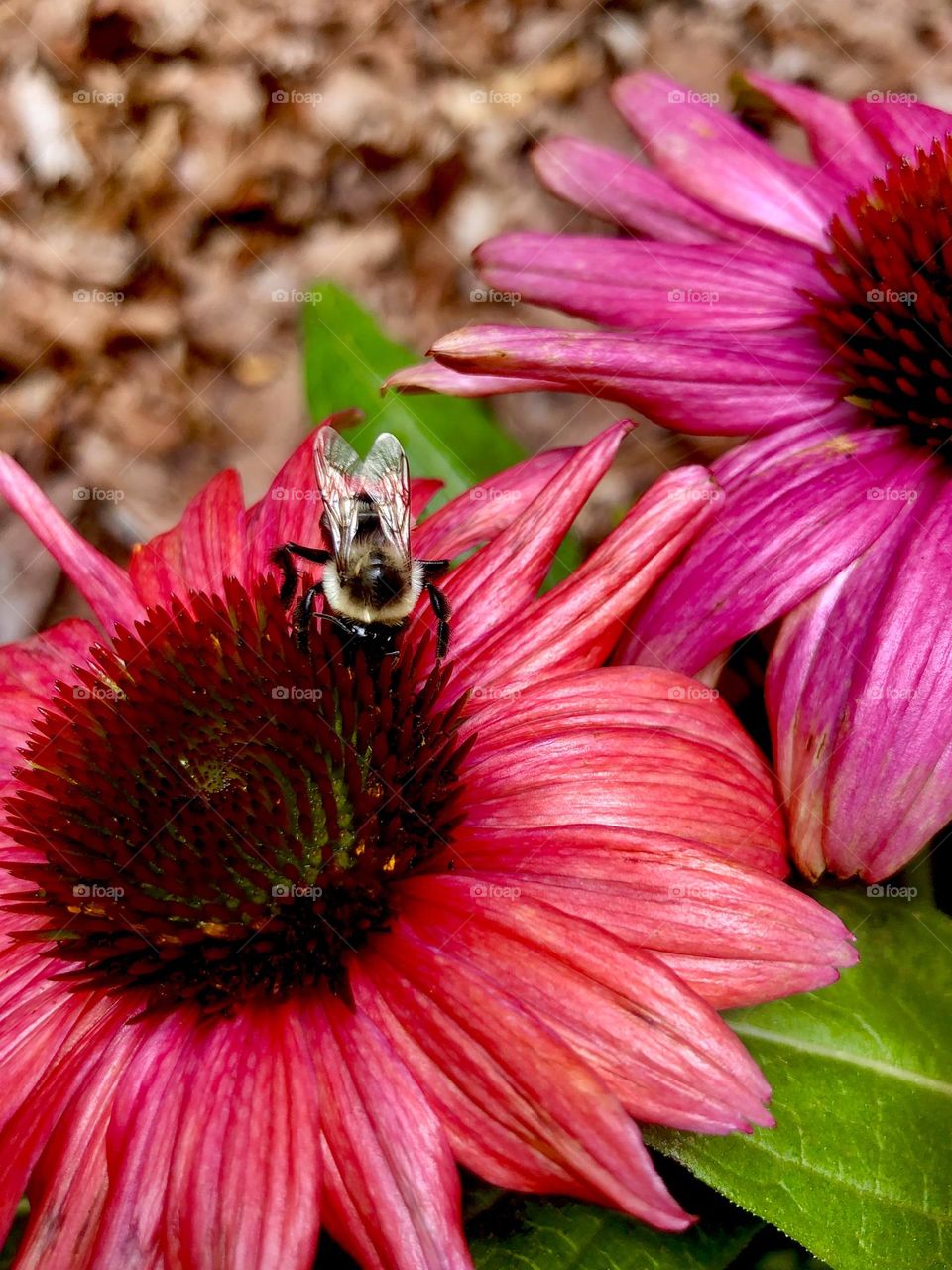 Coneflowers and bee