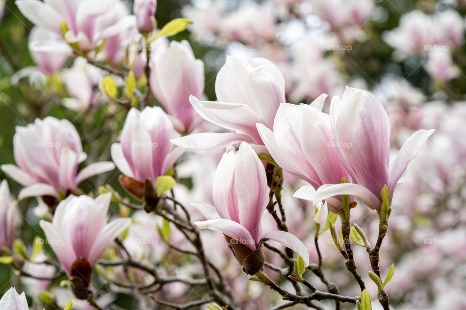 Magnolia