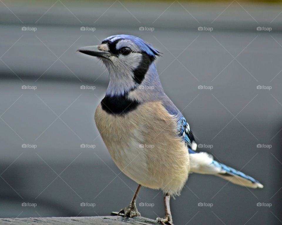 Mr Blue Jay