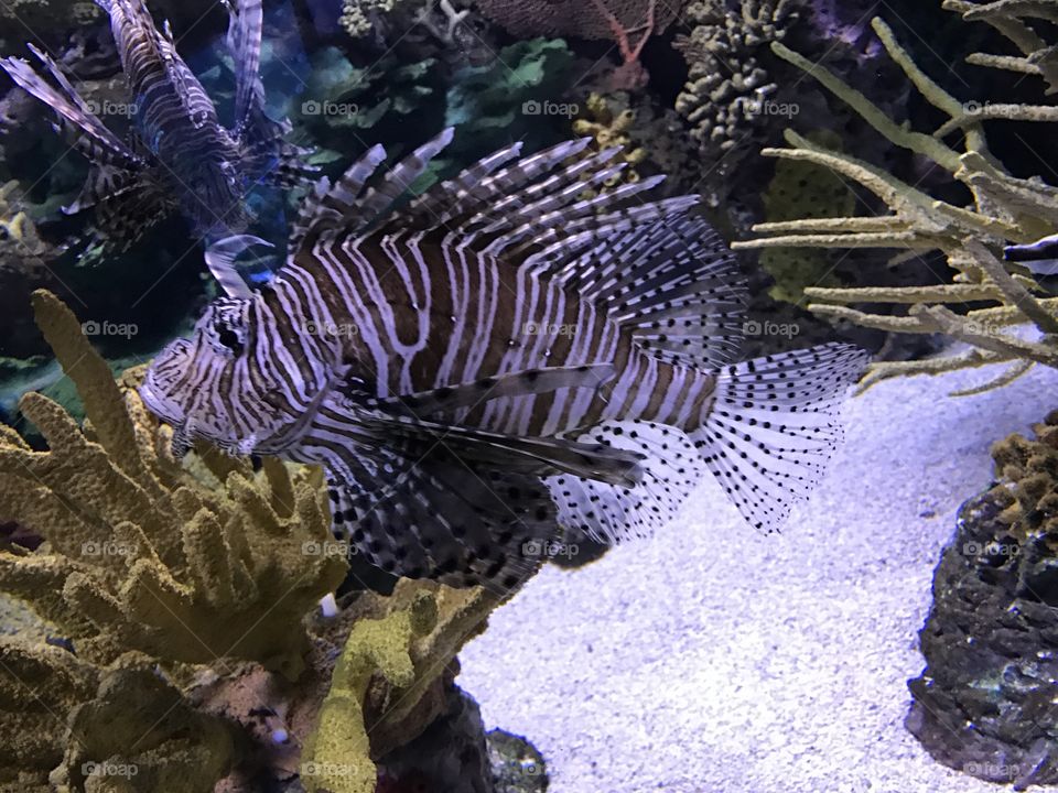 Zebra fish 