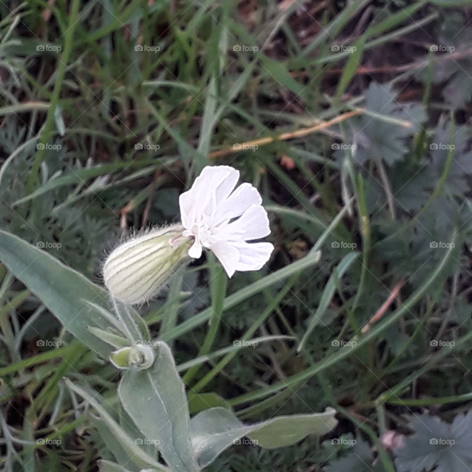 meadow flowers in autumn  - white campion