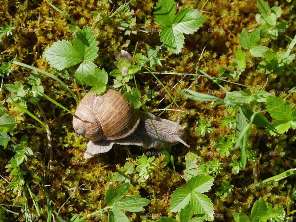 Helix gastropod large land snail from top