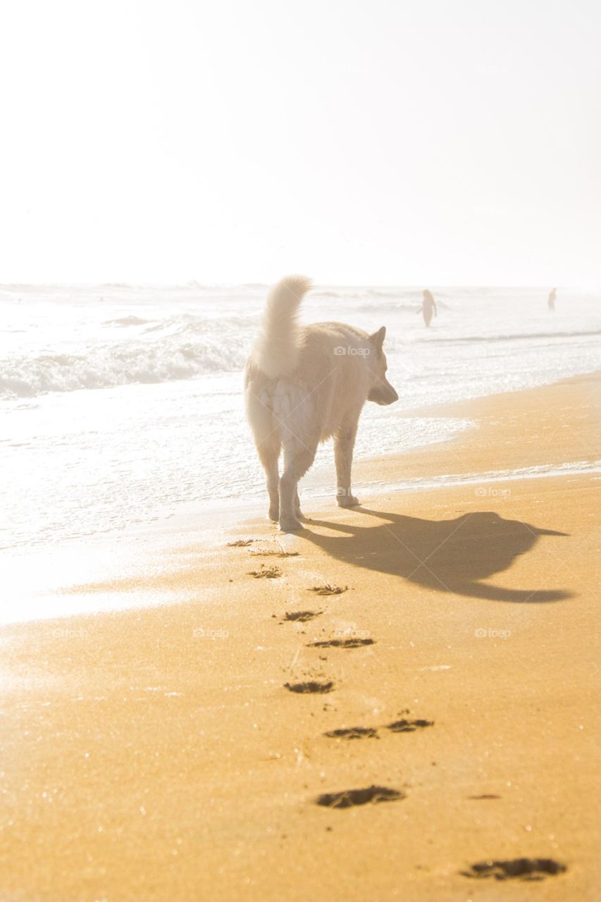 A walk along the beach 