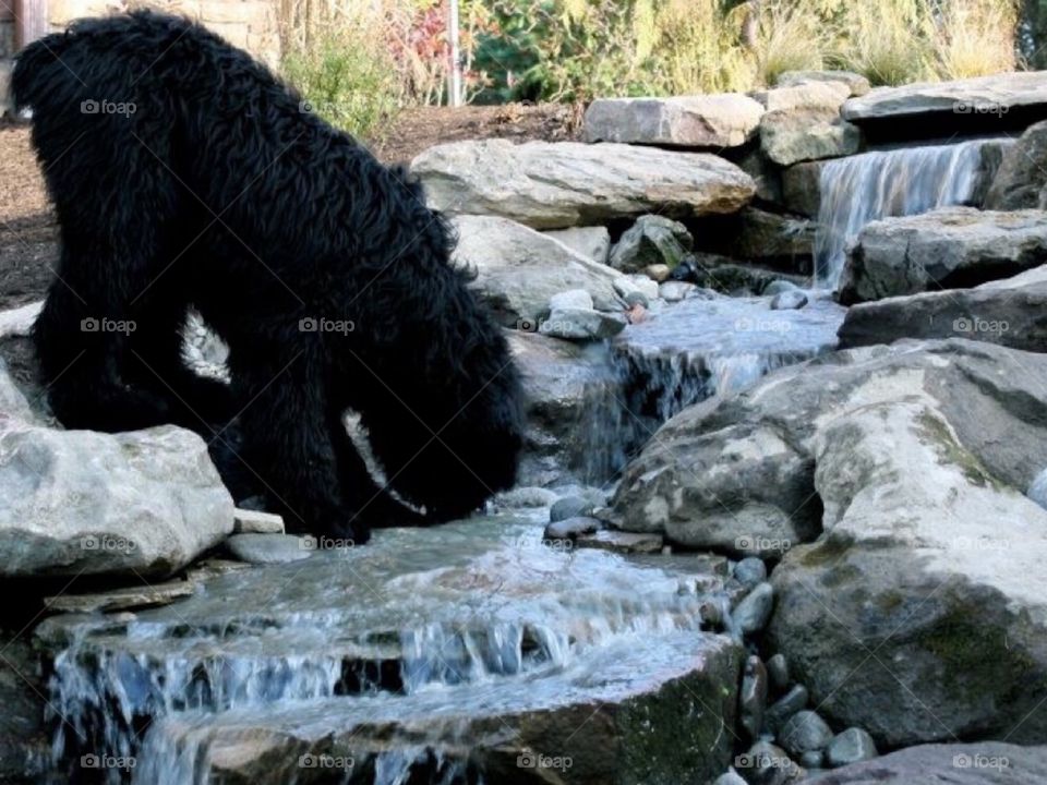 Maks drinking from our garden waterfall...he looks like a bear!