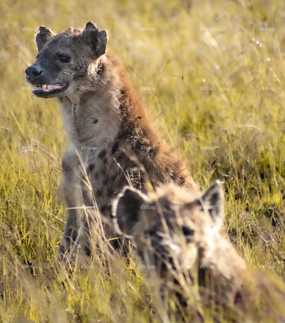 Happy Or Hungry? While smaller than other predators, the hyenas are fierce competitors for food - alive or dead. basically scavengers, they can and will take down most other animals
