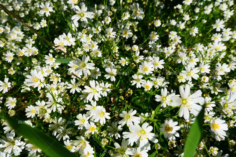 beautiful Flowers