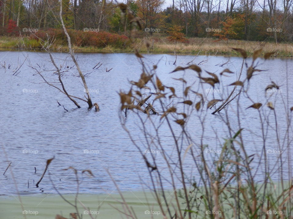 Swampy flooded nature preserve on an autumn day.