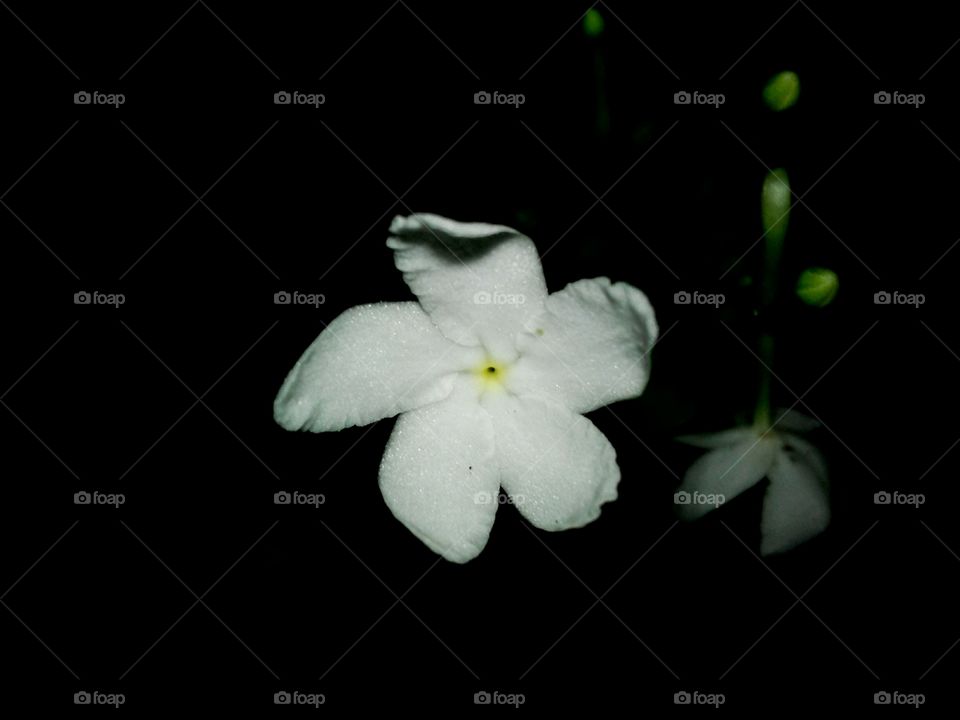 white flower in the dark