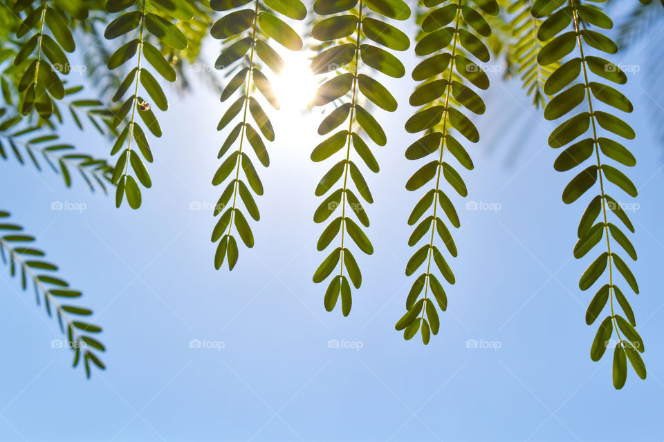 Sesbania grandiflora or Scarlet wisteria green tree leaves background. Concept for Healthcare and Medical or the Benefits of Herb for the good health.