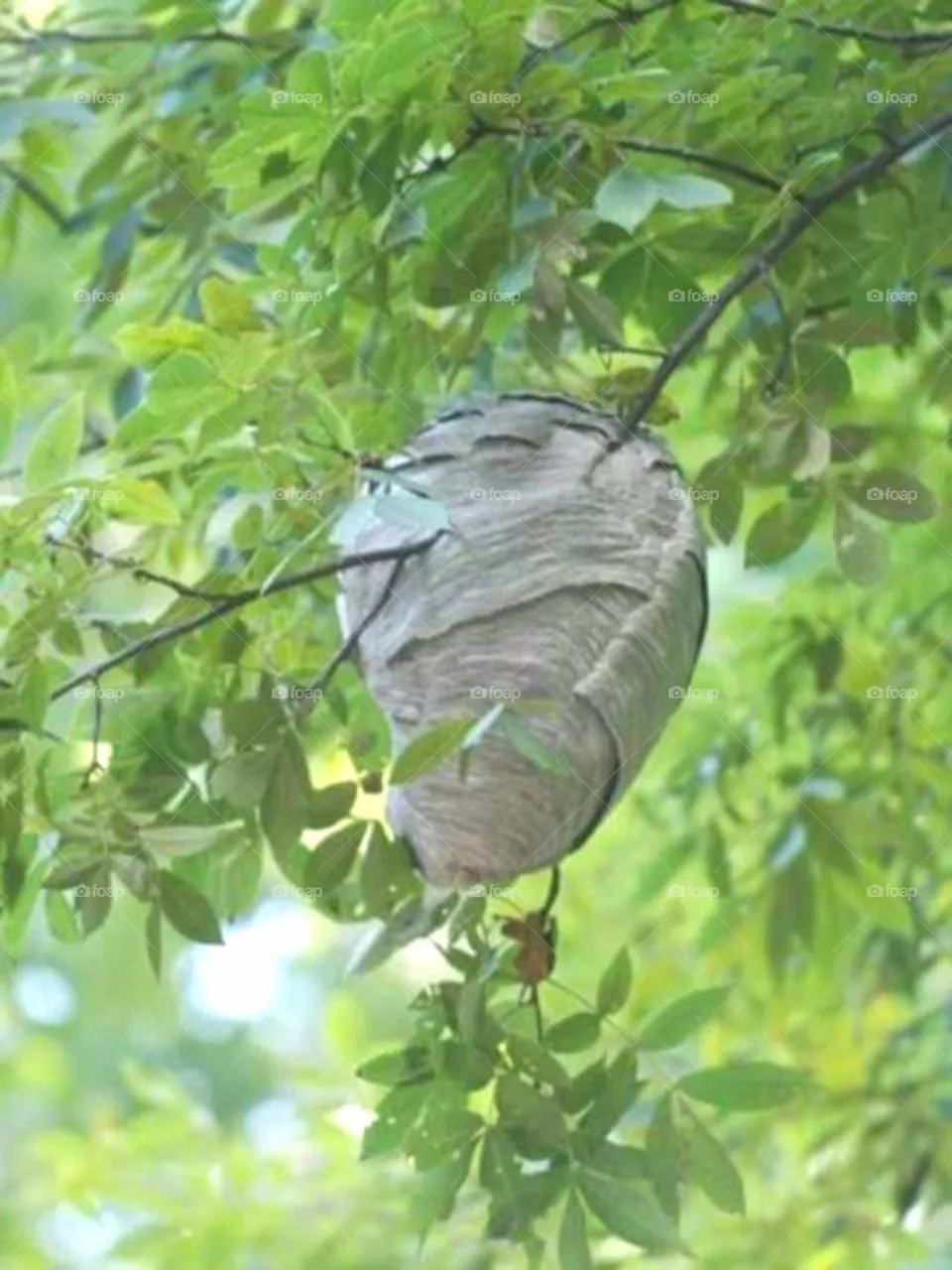 Wasp Nest
