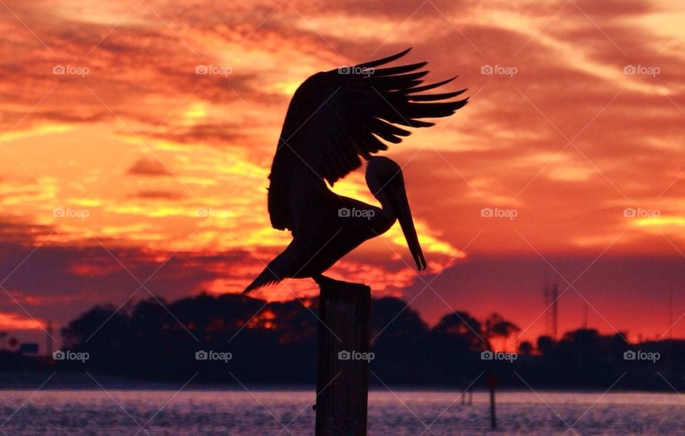 Pelican at Sunset