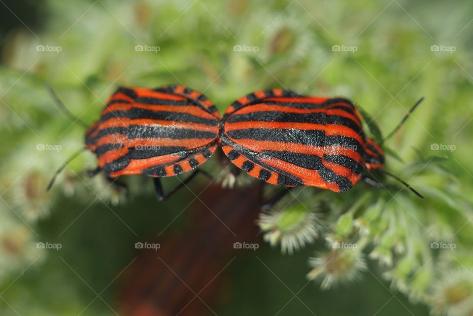 Two striped bugs