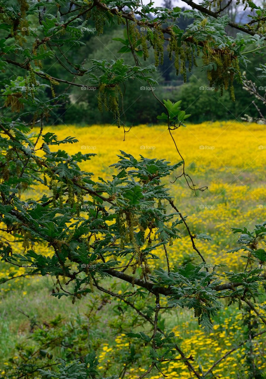 Daisy field in spring