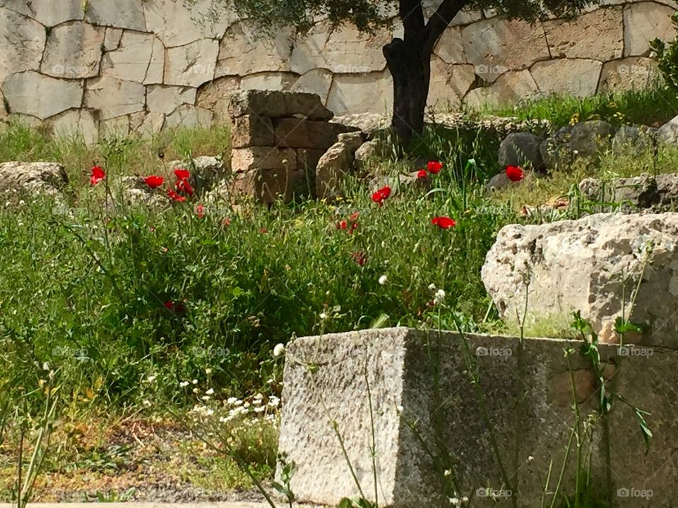 Poppies in ruins