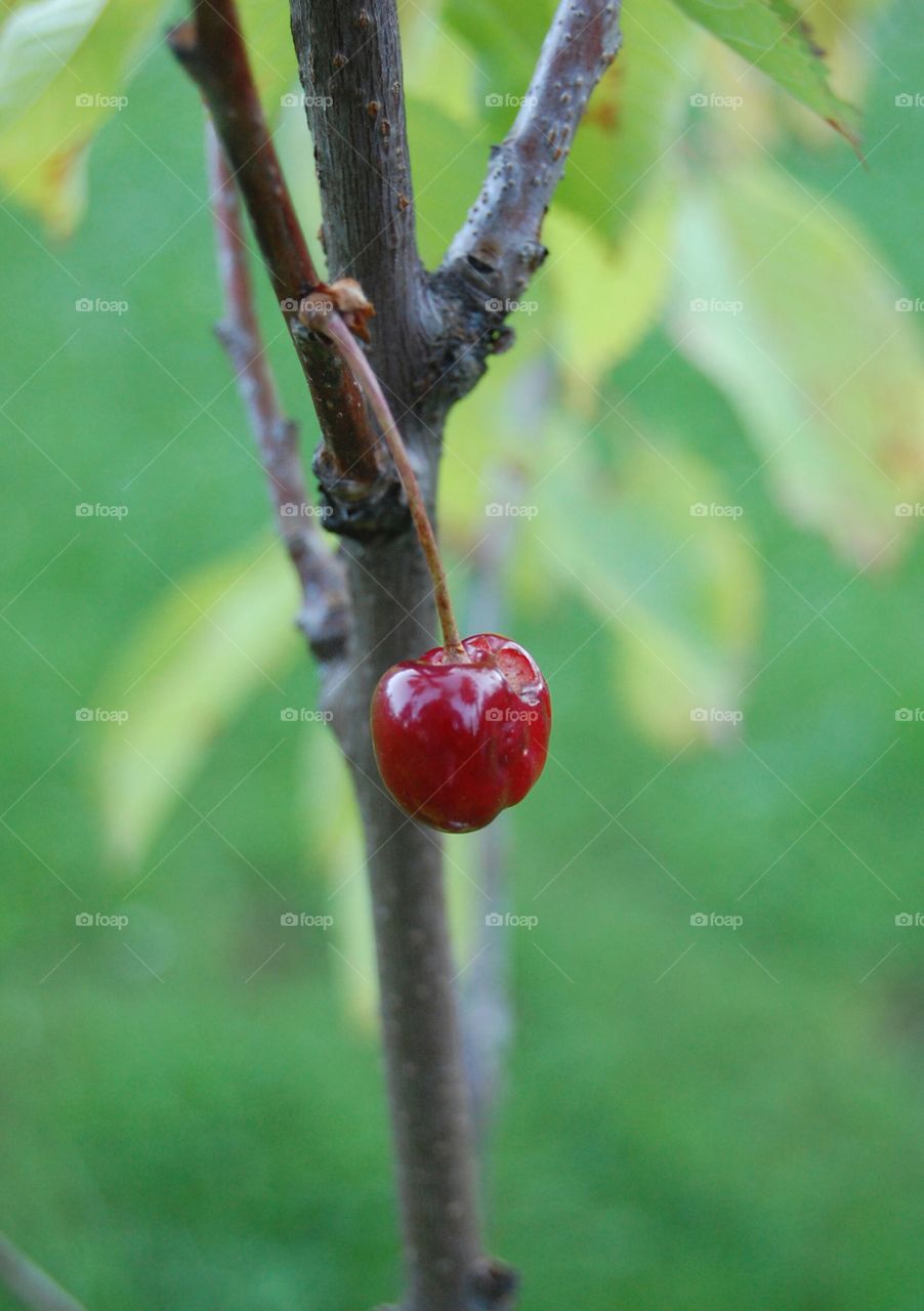 A single cherry