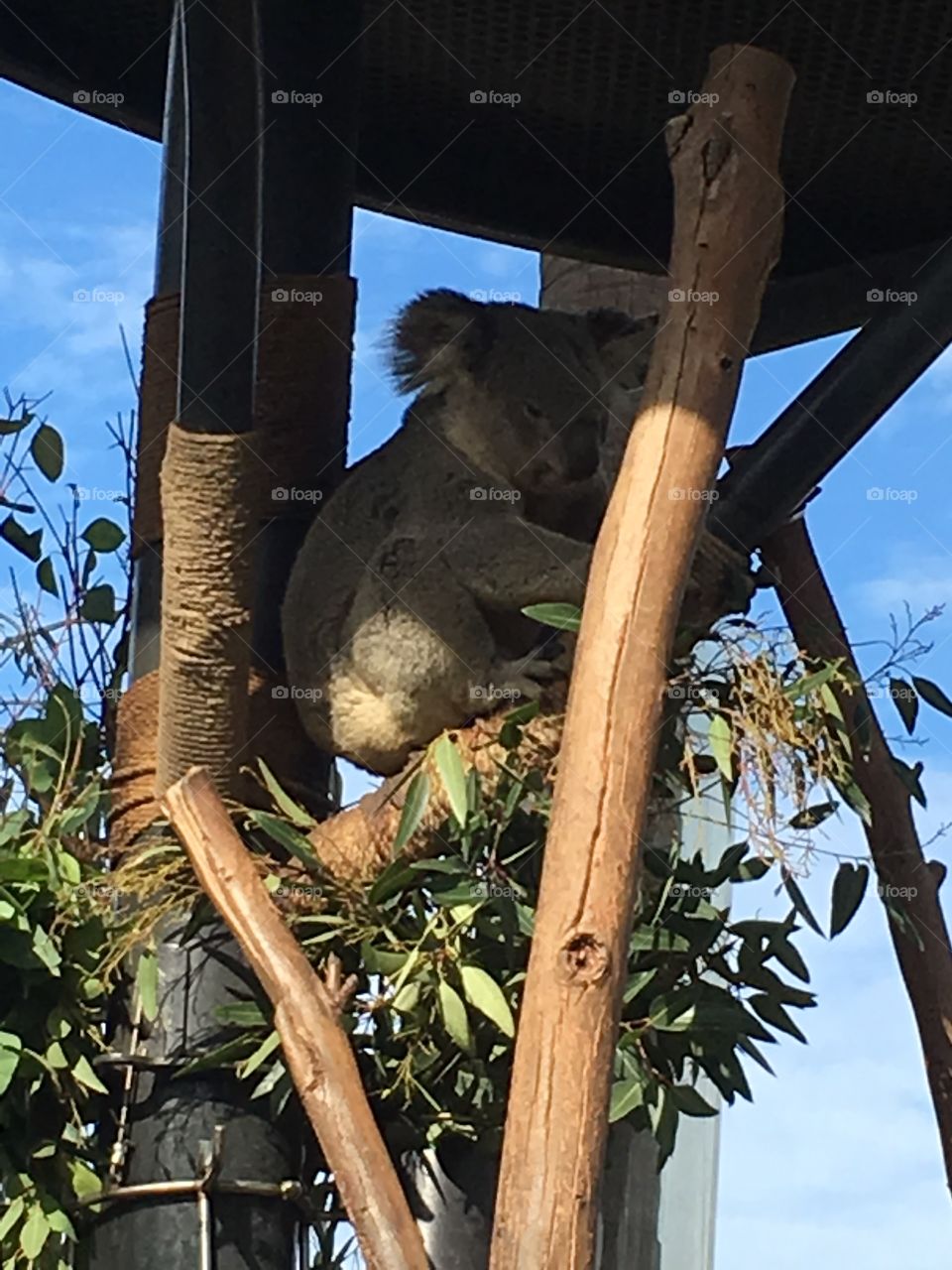 Koala Bear San Diego Zoo