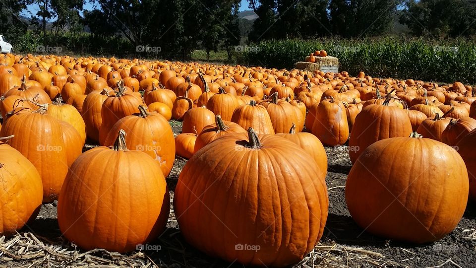 Abundance of pumpkin outdoors