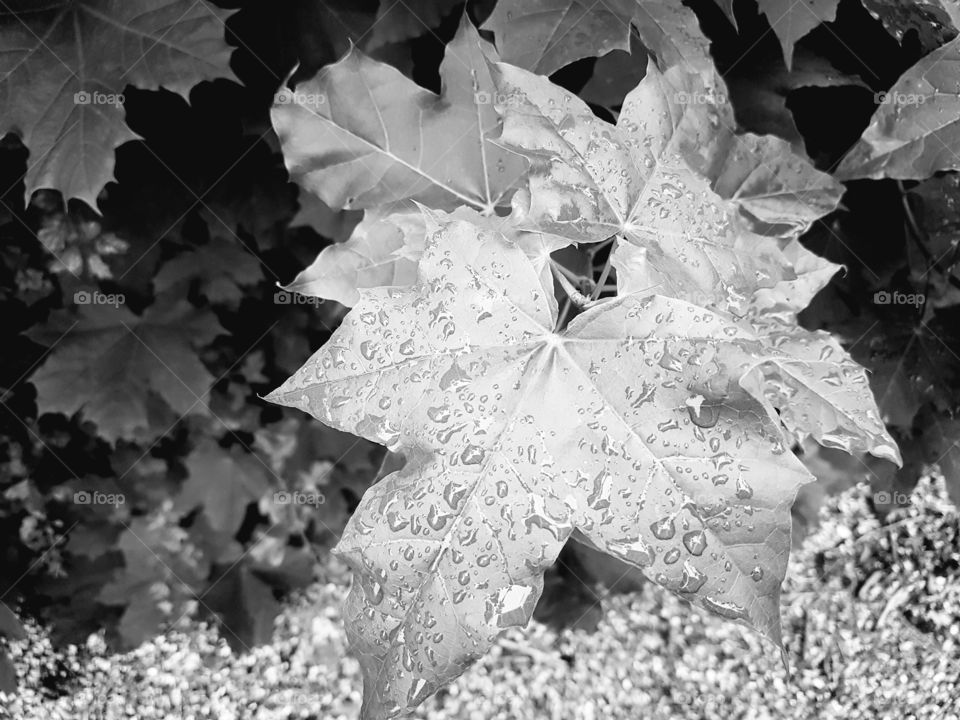 black and white rain on leaves