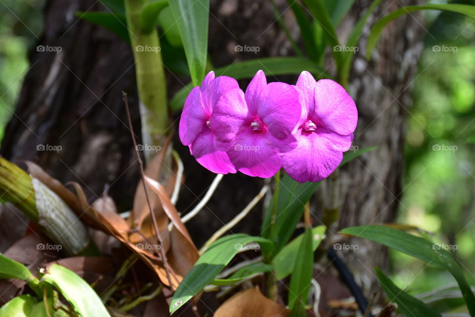 Orchid 