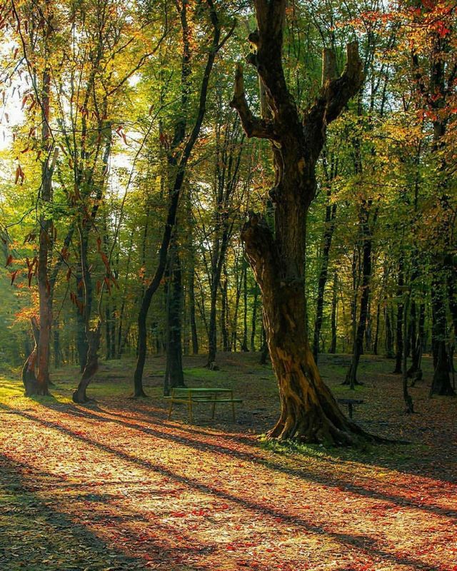 Forests teach me freedom.. They teach me to be as strong and stable as forest trees..