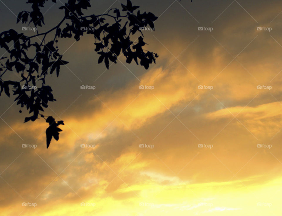 nature of photography summer by probie15