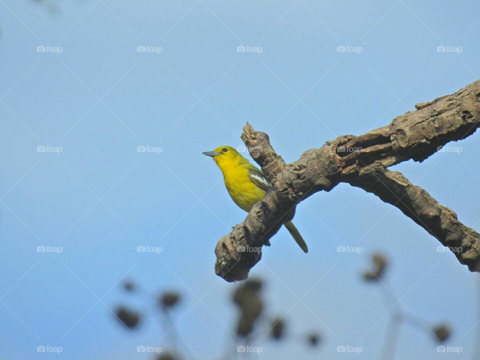 tiny yellow bird singing to welcome the guests found often in Thailand