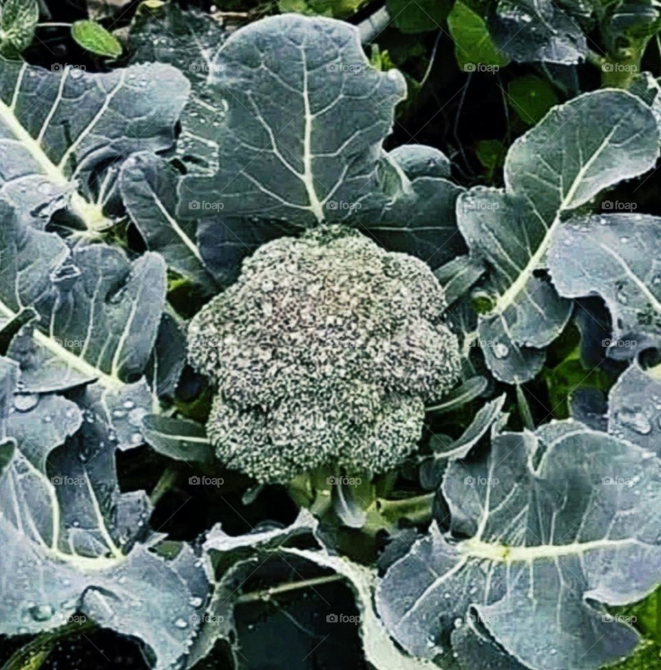 A beautiful and attractive view of cauliflower plant.