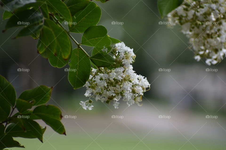 Closeup of white flowers in bloom on a tree branch. Photo taken near the beach in Florida.