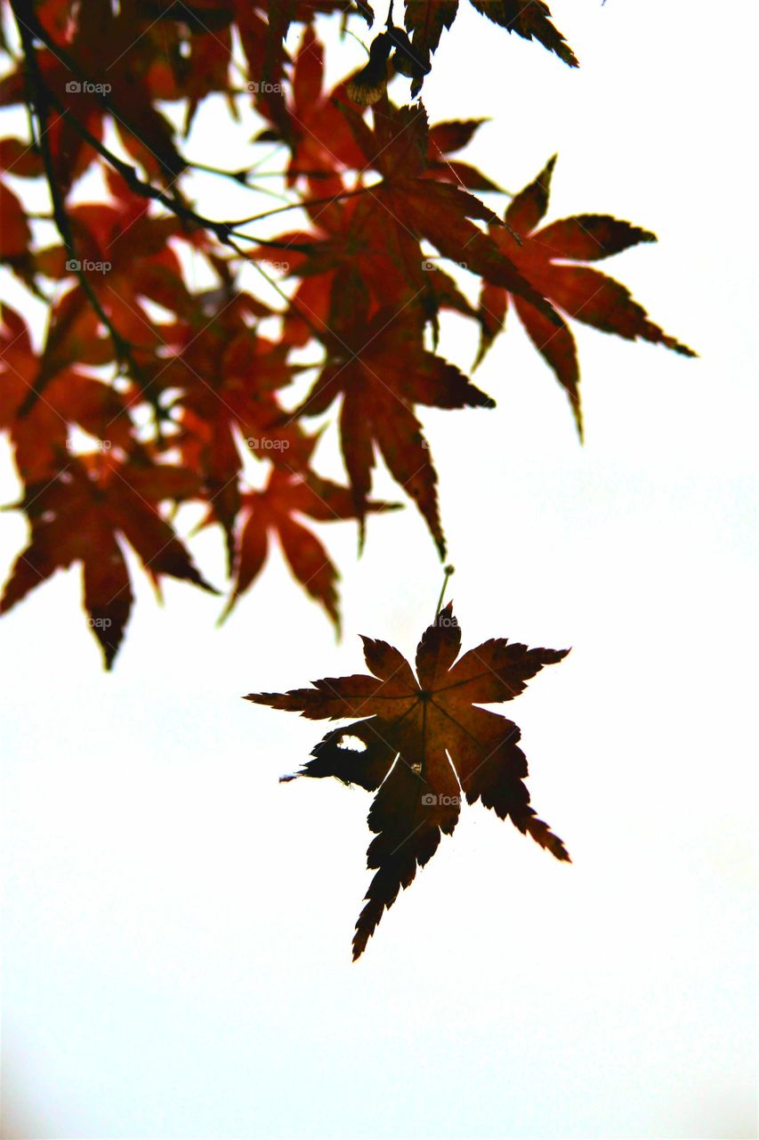 red leaf suspended.