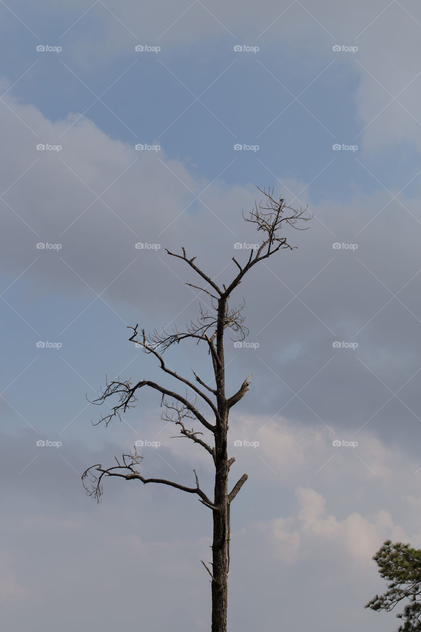 Dead tree 