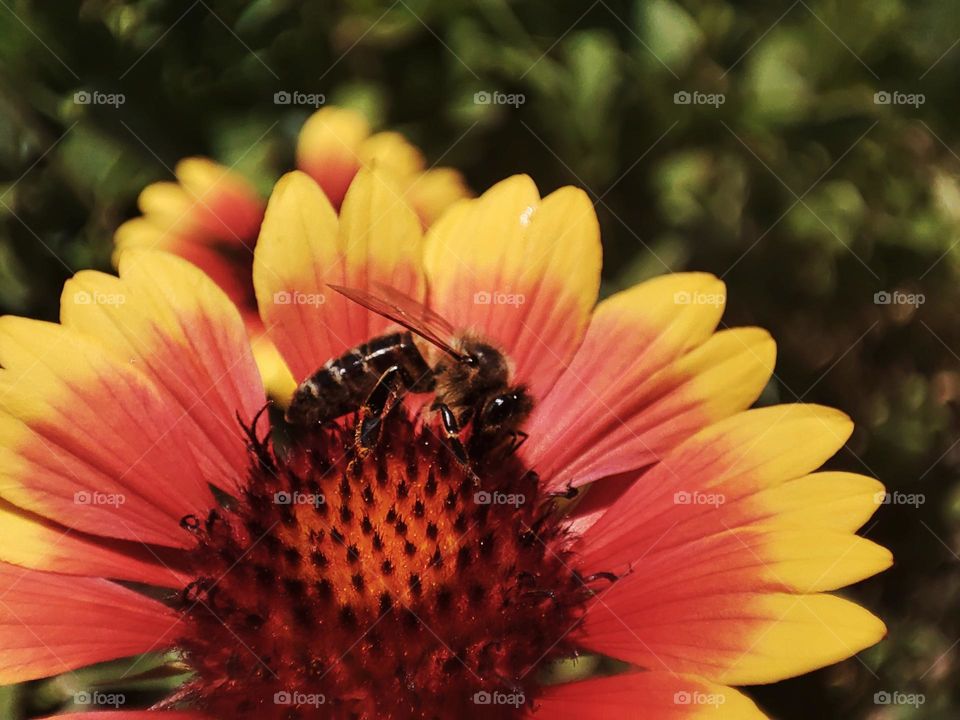 Macro photo of flower growing in the garden