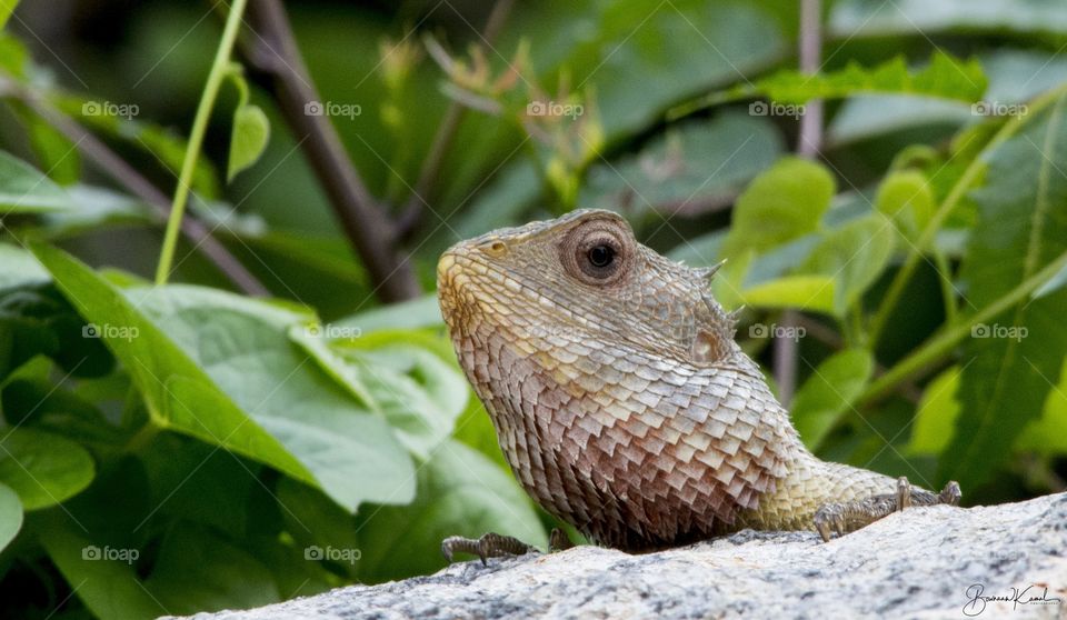 Oriental Garden Lizard from Salem, India