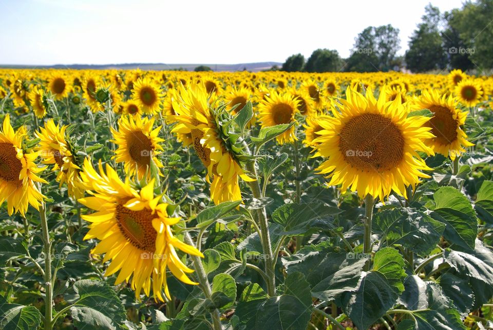 Sunflower fields