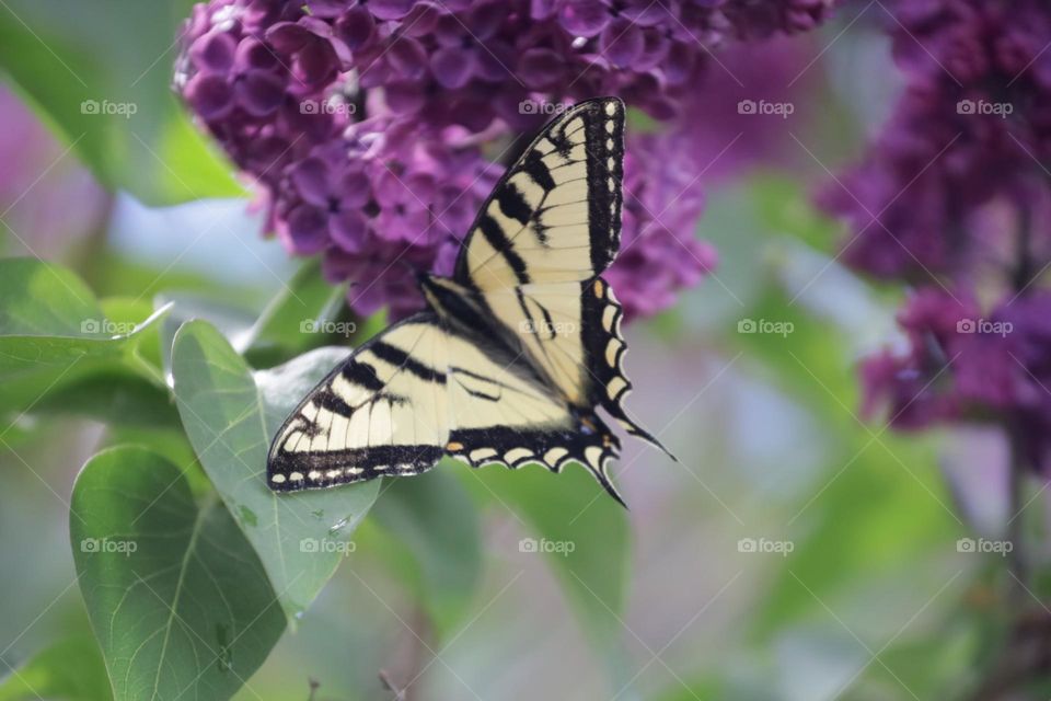 Butterfly on a lilac tree