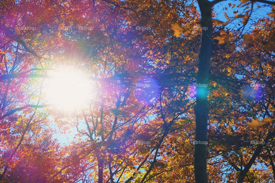 Sunshine Through Autumn Leaves, Sunshine Through The Trees In The Forest, Colorful Autumn Leaves, Blue Skies And Fall Leaves, New York State Park Landscape, Sunshine In New York, Long Island Park With Colorful Leaves