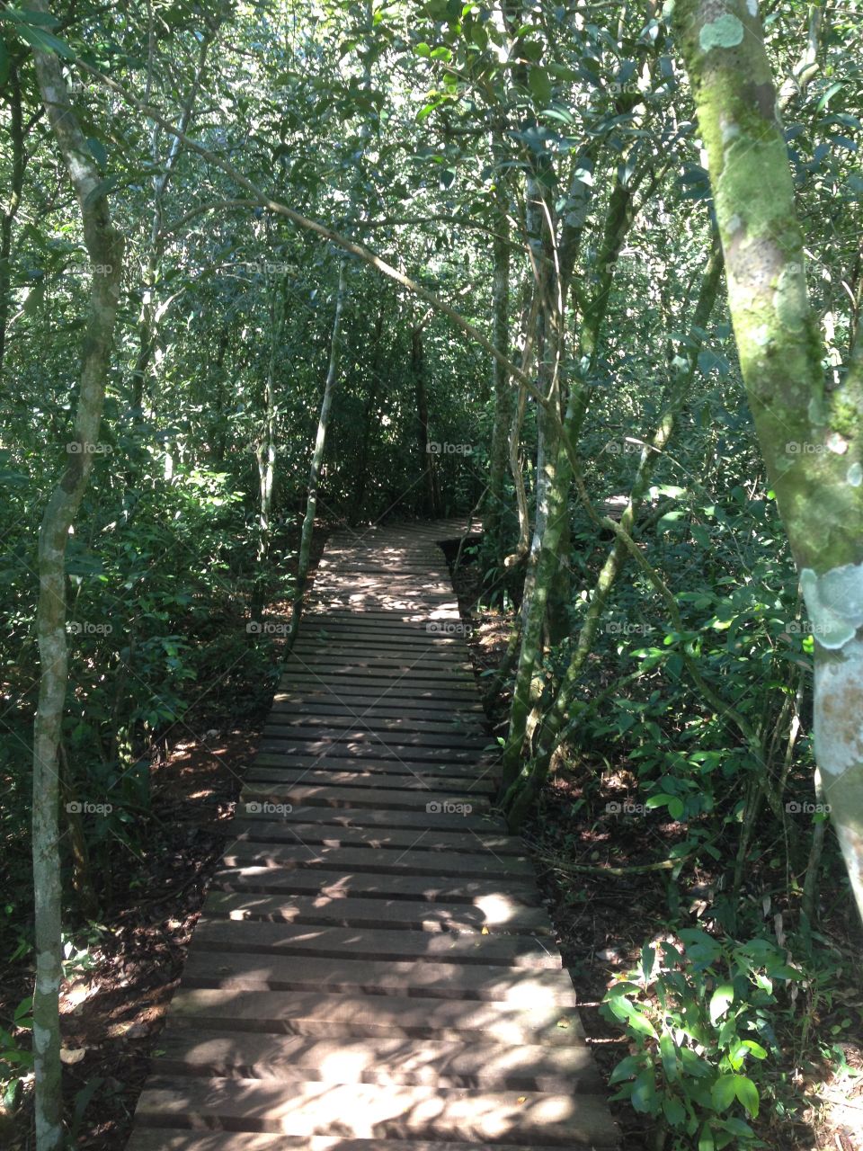 Hiking trail. A walk through Iguazu National Park, Misiones, Argentina