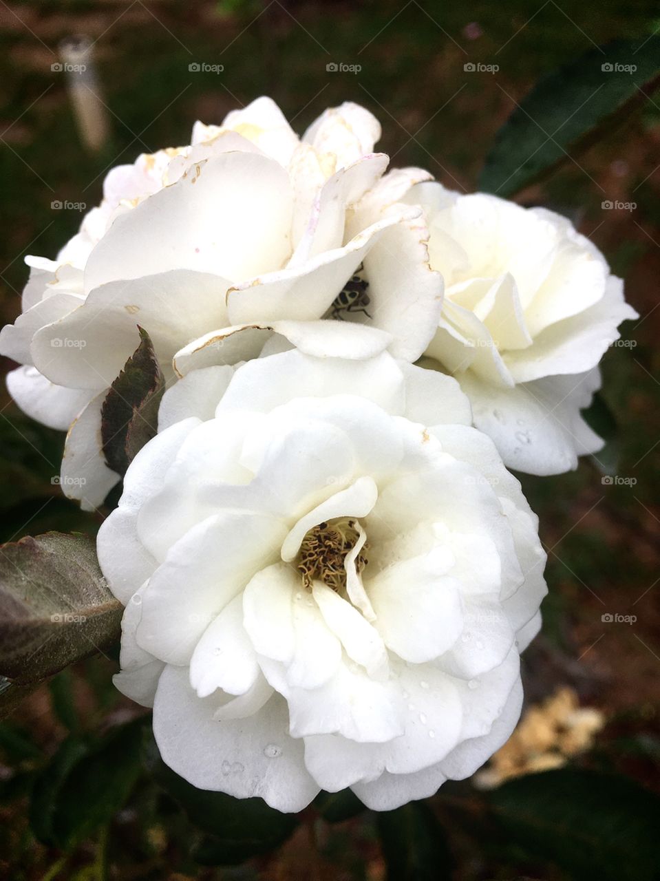 Very beautiful flowers to inspire our day.  Nature is always generous to us ...

Flores muito bonitas para inspirar nosso dia. A natureza sempre nos é generosa...