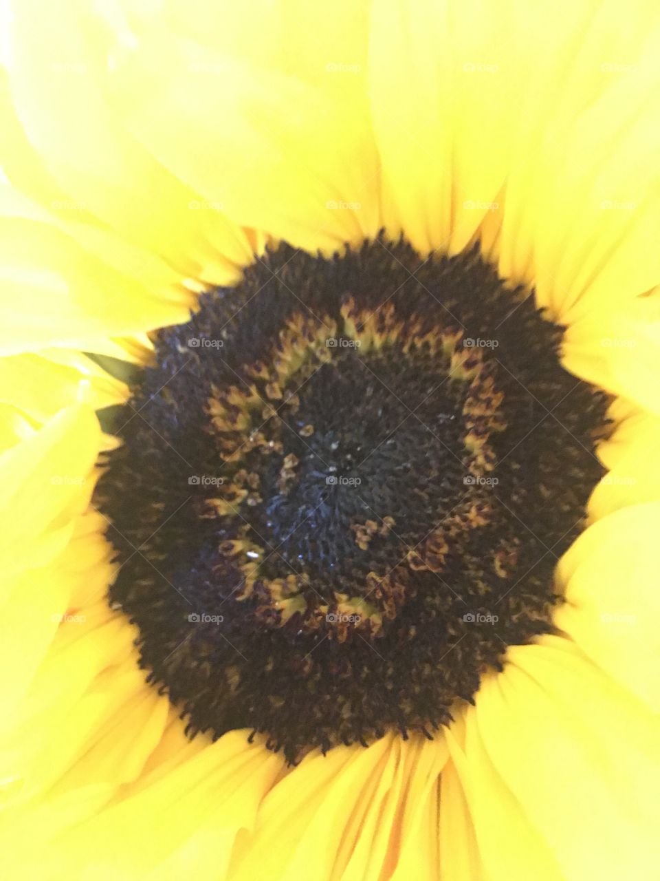 Happy sunflowers 